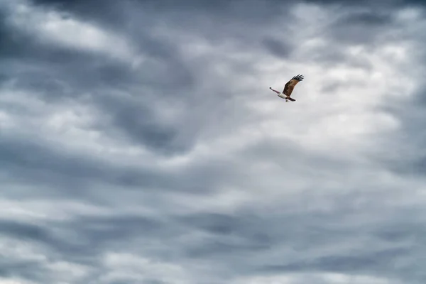 Halcón Del Mar Salvaje Que Vuela Sobre Cielo Nublado Humedal —  Fotos de Stock