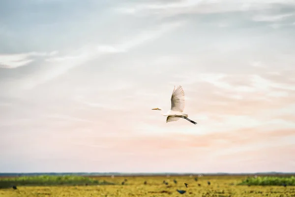 Landschap Van Grote Zilverreiger Reiger Vogel Vliegen Zoet Water Wetland — Stockfoto