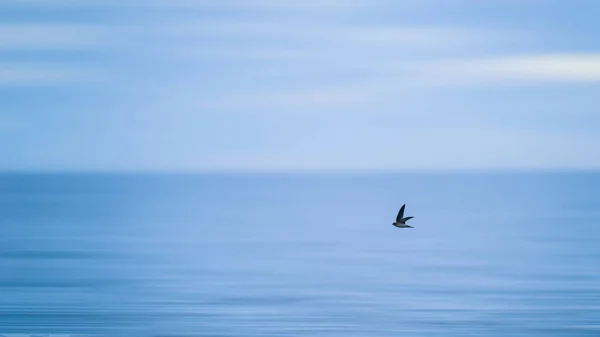 Fondo Animal Natural Del Pájaro Golondrina Volando Sobre Movimiento Borrosa —  Fotos de Stock