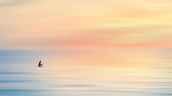Природный Животный Фон Ласточки Птицы Летящей Над Морем Небо Bof — стоковое фото