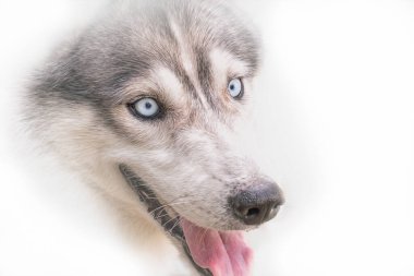 Sibirya Husky köpeğinin yüzü beyaz arka planda yüksek tonda.