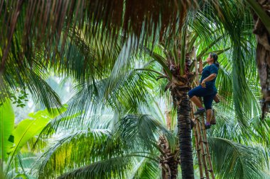 Hindistan cevizi çiftliğinde hindistan cevizi çiftliği çiftçisi Tayland kırsalında hindistan cevizi palmiyesini toplamak için bambu koluyla hindistan cevizi ağacına tırmanıyor.