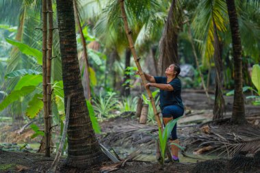 Hindistan cevizi çiftliğinde hindistan cevizi çiftliği çiftçisi Tayland kırsalında hindistan cevizi palmiyesini toplamak için bambu koluyla hindistan cevizi ağacına tırmanıyor.