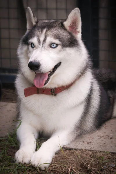 Portrait Siberian Husky Breed Dog Farm — Stok fotoğraf