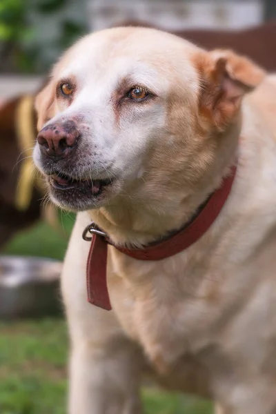 Svislý Portrét Psa — Stock fotografie