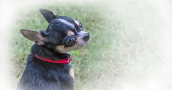 Porträt Des Kleinen Chihuahua Rassehundes Hochform — Stockfoto