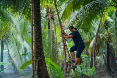 Hindistan cevizi çiftliğinde hindistan cevizi çiftliği çiftçisi Tayland kırsalında hindistan cevizi palmiyesini toplamak için bambu koluyla hindistan cevizi ağacına tırmanıyor.