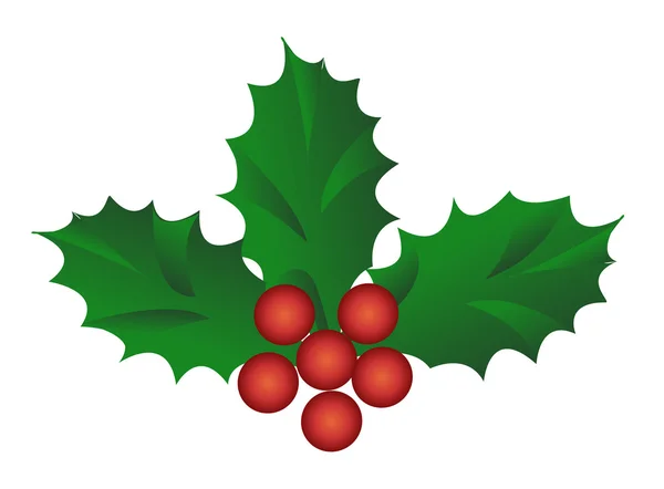 Holly berries — Stock Vector
