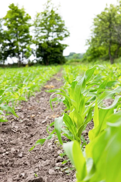 Agrarische sector waarop groeien maïs planten — Stockfoto