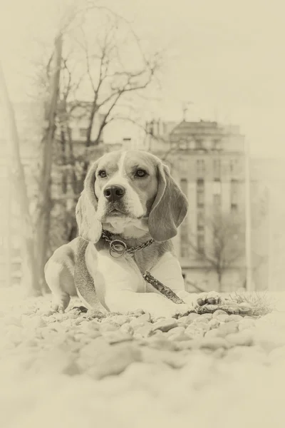 Perro beagle acostado en las rocas en el parque —  Fotos de Stock