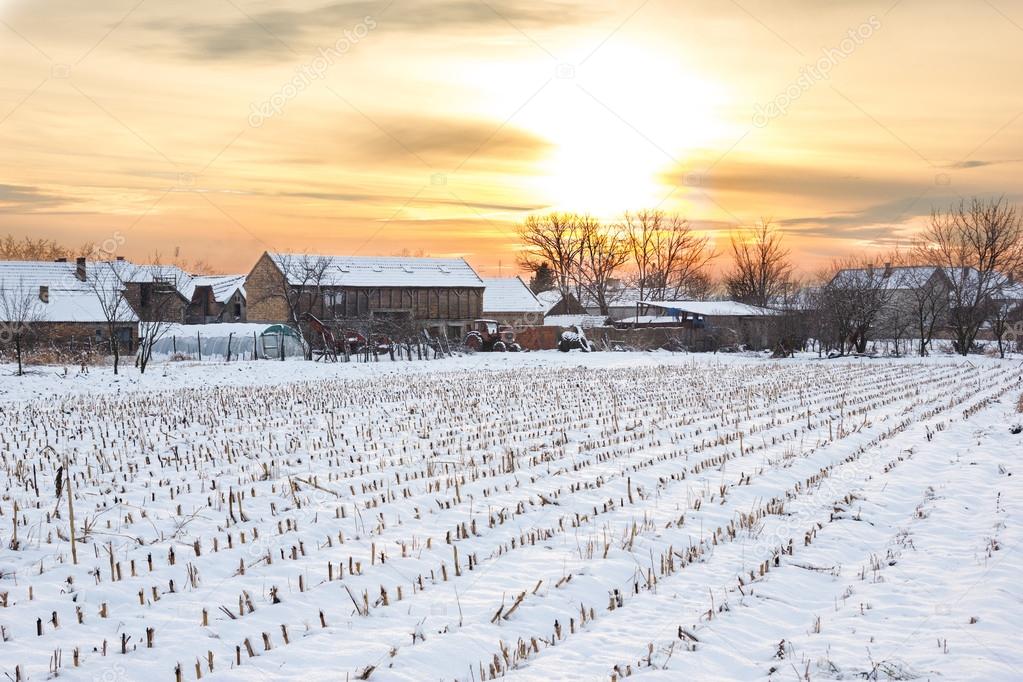 Winter landscape with snowy countryside village next to cornfiel