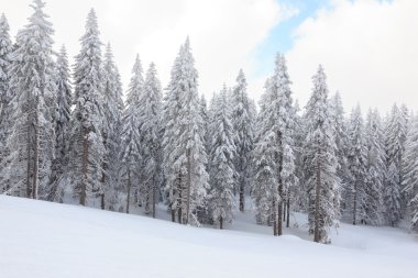 Güzel çam ağaçları kış Dağı'nda kar ile kaplı