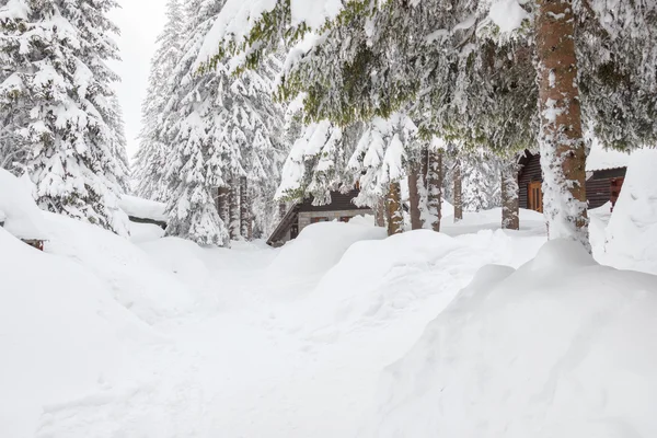 Skog med barrträd täckt av snö och vinter road — Stockfoto