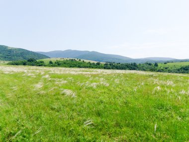 çayır alan yeşil çim ile