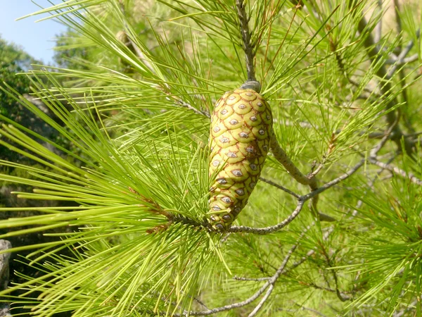 Ramo de pinheiro com cones verdes jovens — Fotografia de Stock