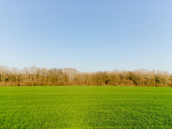 푸른 하늘 배경에 있는 어린 곡식 이삭. — 스톡 사진