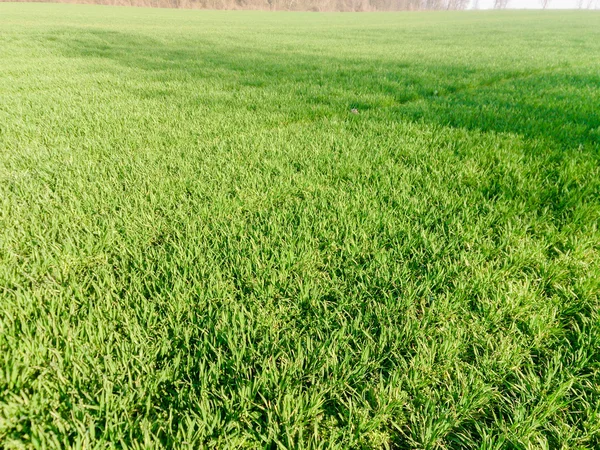 Giovani spighe di grano sullo sfondo del cielo blu. — Foto Stock