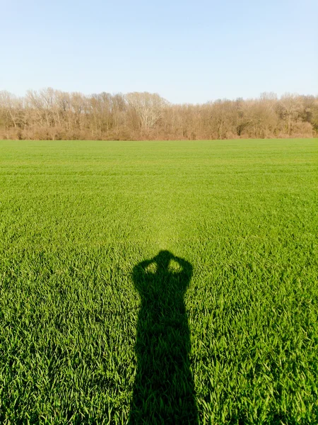 Sombra do homem com câmera tirando fotos do campo de trigo verde — Fotografia de Stock