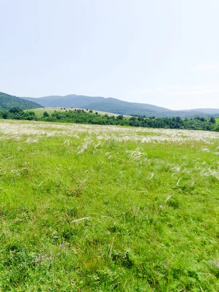 Veld van de weide met groen gras — Stockfoto