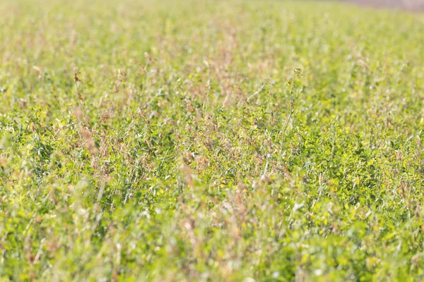 Blomstrade och uthärdade gammalt gröna klöver i jordbruksmark. — Stockfoto