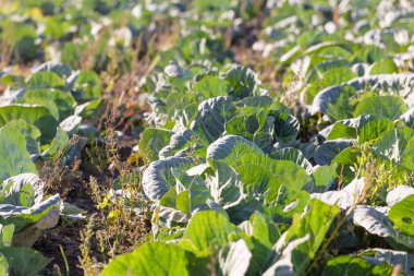 tarım alanları yeşil lahana