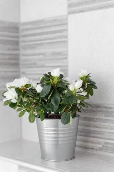 Decorative House Plant in a Metal Light Gray Bucket — 图库照片