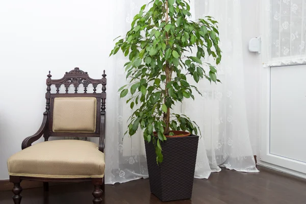 Chair and Plant Green Tree Against Concrete Wall with Curtains i — Stock Photo, Image
