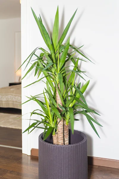 Árbol de la vida en maceta de punto decorando la esquina de un Ro vacío Imagen De Stock