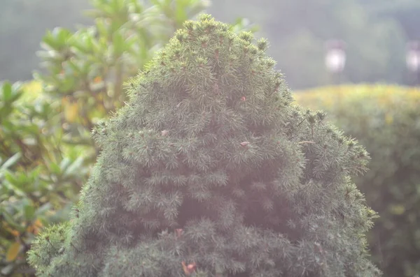 Fotografie Stromu Picea Glauca Conica Parku Mezhyhirya — Stock fotografie