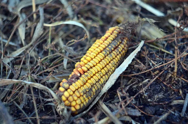 Photo Swing Corn Plowed Field October — Stock Photo, Image