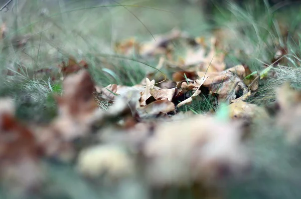 10月のカシの葉の写真 — ストック写真