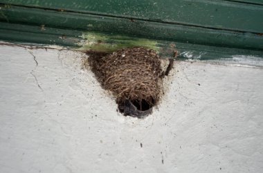 Terk edilmiş bir binanın tavanında kırlangıç yuvası