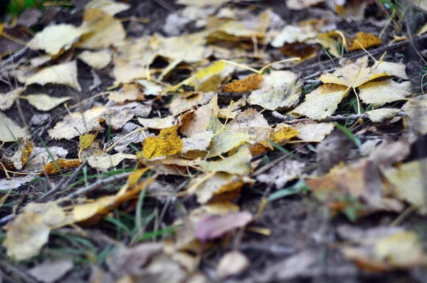 Photo Yellow Aspen Leaves Ground — Stock Photo, Image