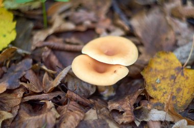 Kasım ayında ormanda iki ikiz mantar