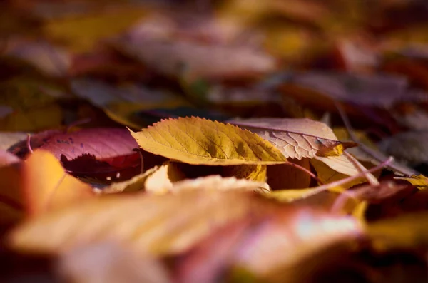 Foto de hojas amarillas en otoño — Foto de Stock