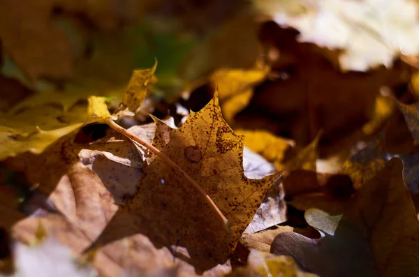 땅바닥에 있는 노란 단풍나무 잎 — 스톡 사진