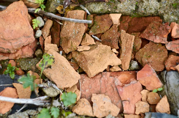 Foto de tijolos quebrados e plantas verdes — Fotografia de Stock