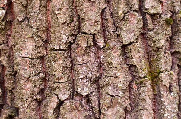 秋に近いオークの樹皮の写真 — ストック写真