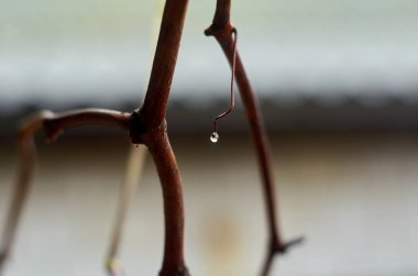 Sonbaharda üzüm dalında bir damla su.