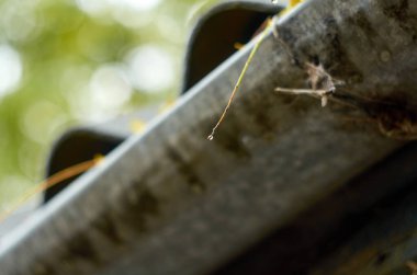 Bir sonbahar dalında küçük bir damla su.