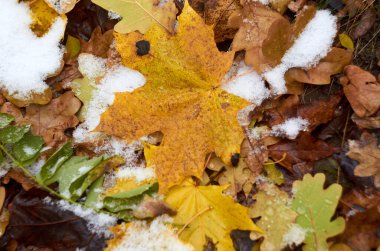 Akçaağaç ve meşe yapraklarının Kasım ayındaki fotoğrafı