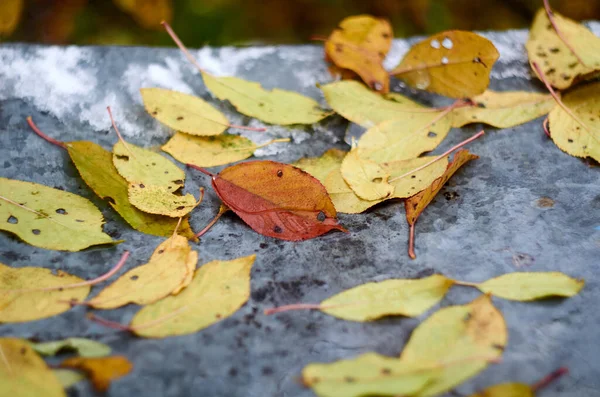 秋の金属板の上に黄色の葉の写真 — ストック写真