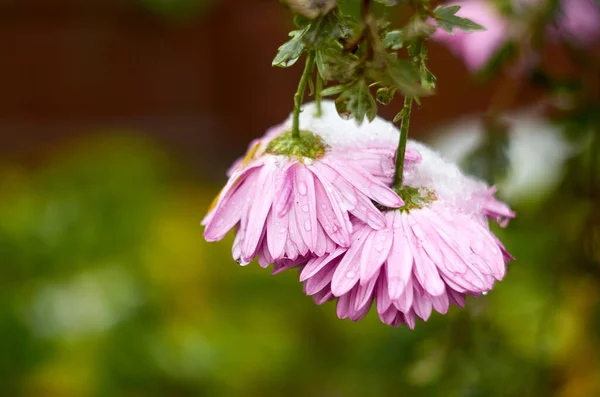 Purple Aster Flowers Covered Snow November — Stock Photo, Image