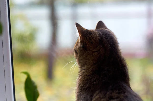 Tabby cat looks into the garden outside the window