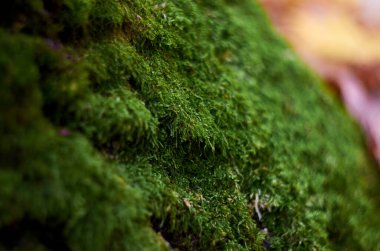 Sonbaharda meşe kabuğunda kalın yeşil yosun