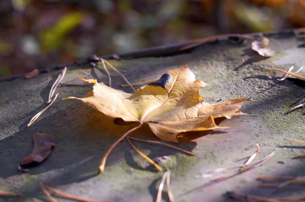 Foto Von Braunem Ahornblatt Auf Metalloberfläche November — Stockfoto