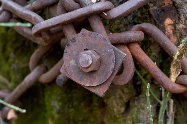 Foto Van Roestige Ketting Aan Boom Bevestigd Door Moer Met — Stockfoto