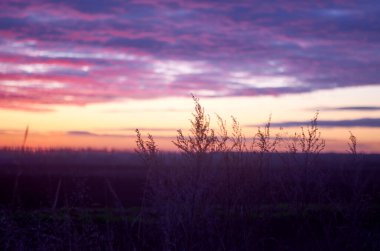 Yolun kenarındaki yabani otlar renkli günbatımına karşı