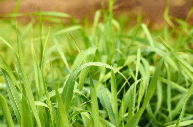 Taze ıslak yeşil çimlerin yakın plan fotoğrafı.