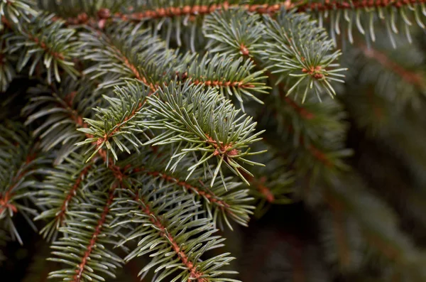 Fir Branches Blue Spruce Close Branches Blue Spruce Winter Nature — Stock Photo, Image